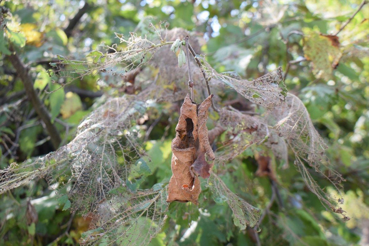Fındık üreticilerine Amerikan beyaz kelebeği uyarısı