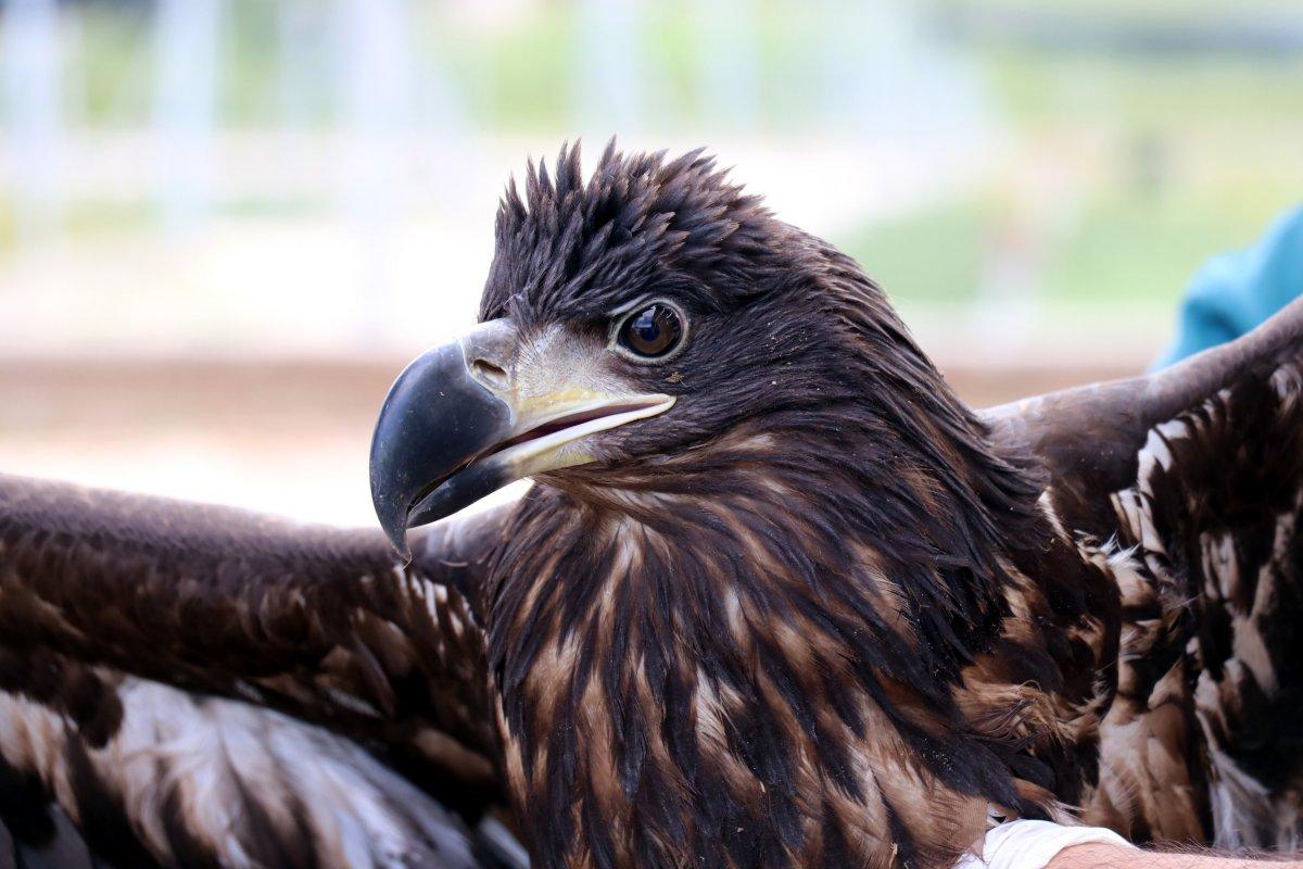 Türkiye'de nadir görülen ak kuyruklu kartal koruma altında