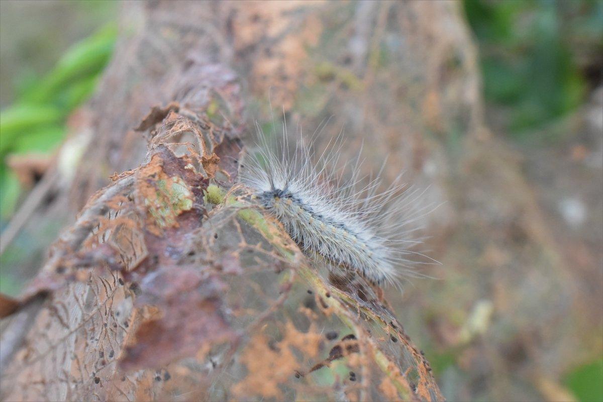Fındık üreticilerine Amerikan beyaz kelebeği uyarısı