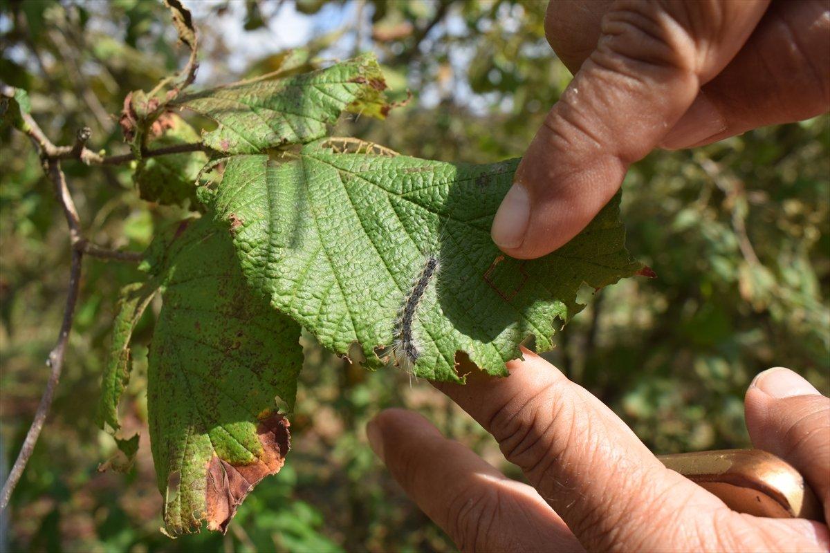 Fındık üreticilerine Amerikan beyaz kelebeği uyarısı