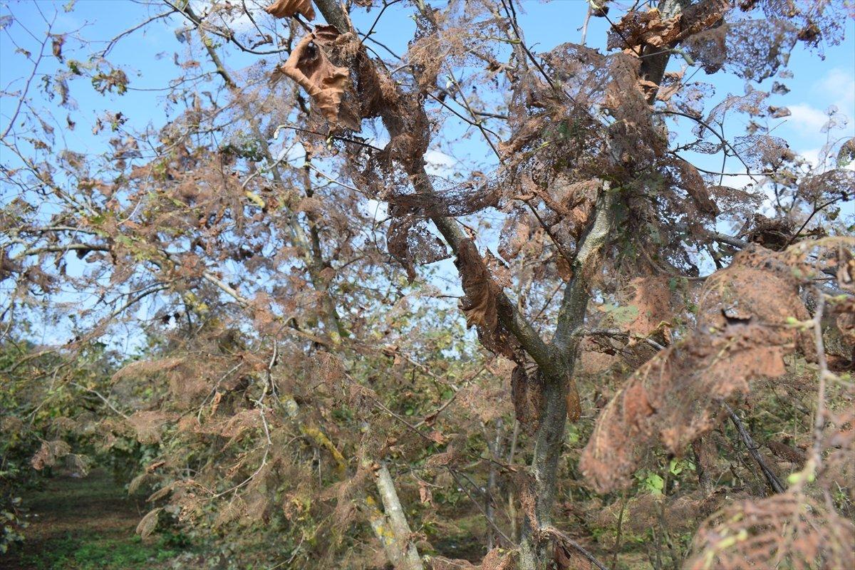 Fındık üreticilerine Amerikan beyaz kelebeği uyarısı