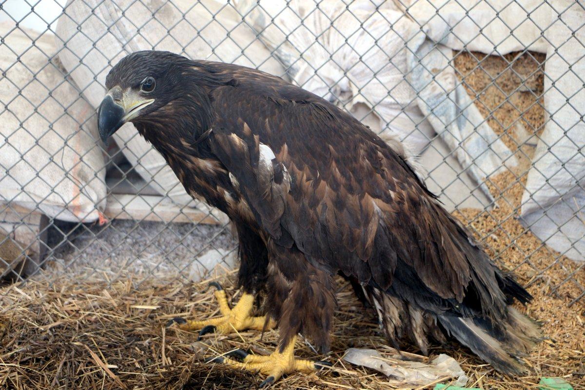 Türkiye'de nadir görülen ak kuyruklu kartal koruma altında