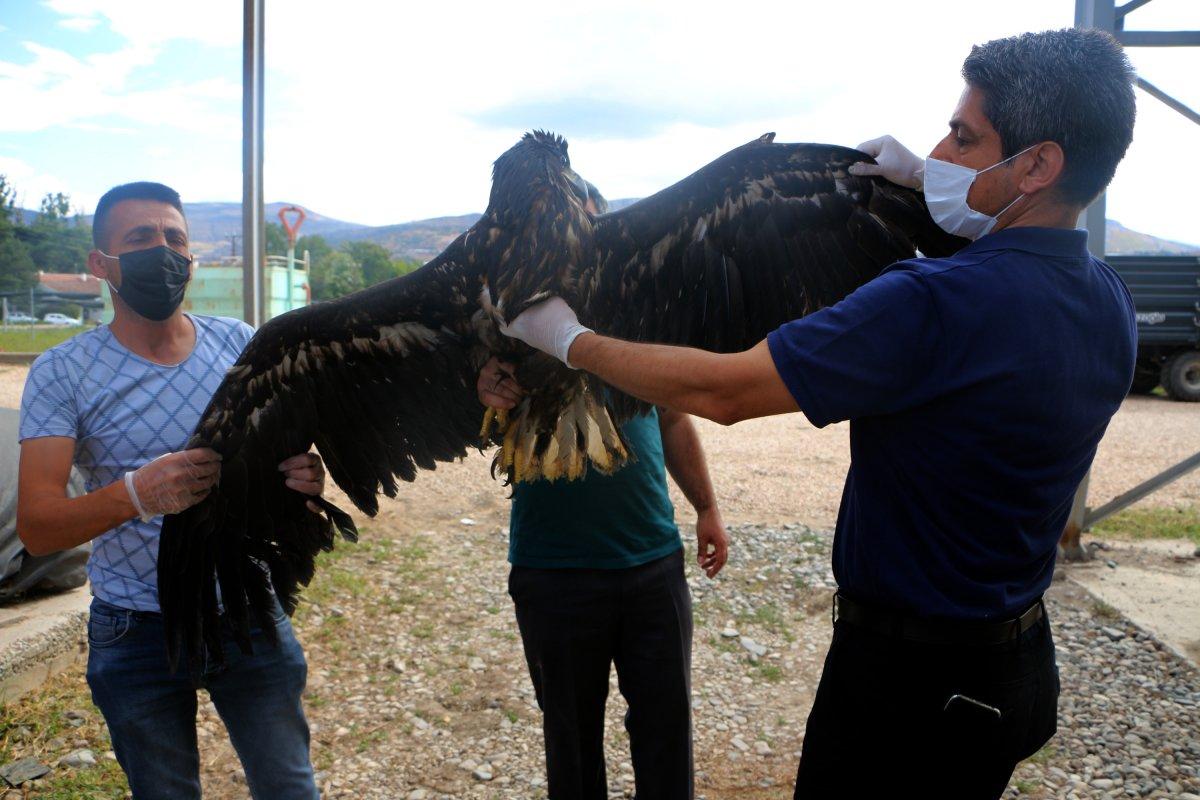 Türkiye'de nadir görülen ak kuyruklu kartal koruma altında