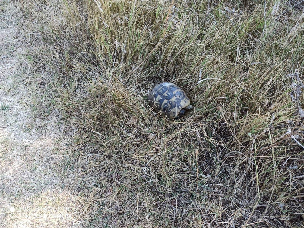 Lüleburgaz'da piknik alanında çıkan yangın söndürüldü