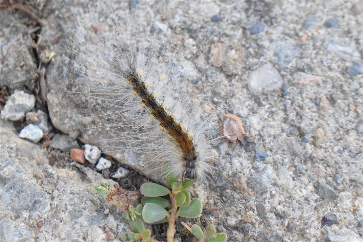 Fındık üreticilerine Amerikan beyaz kelebeği uyarısı