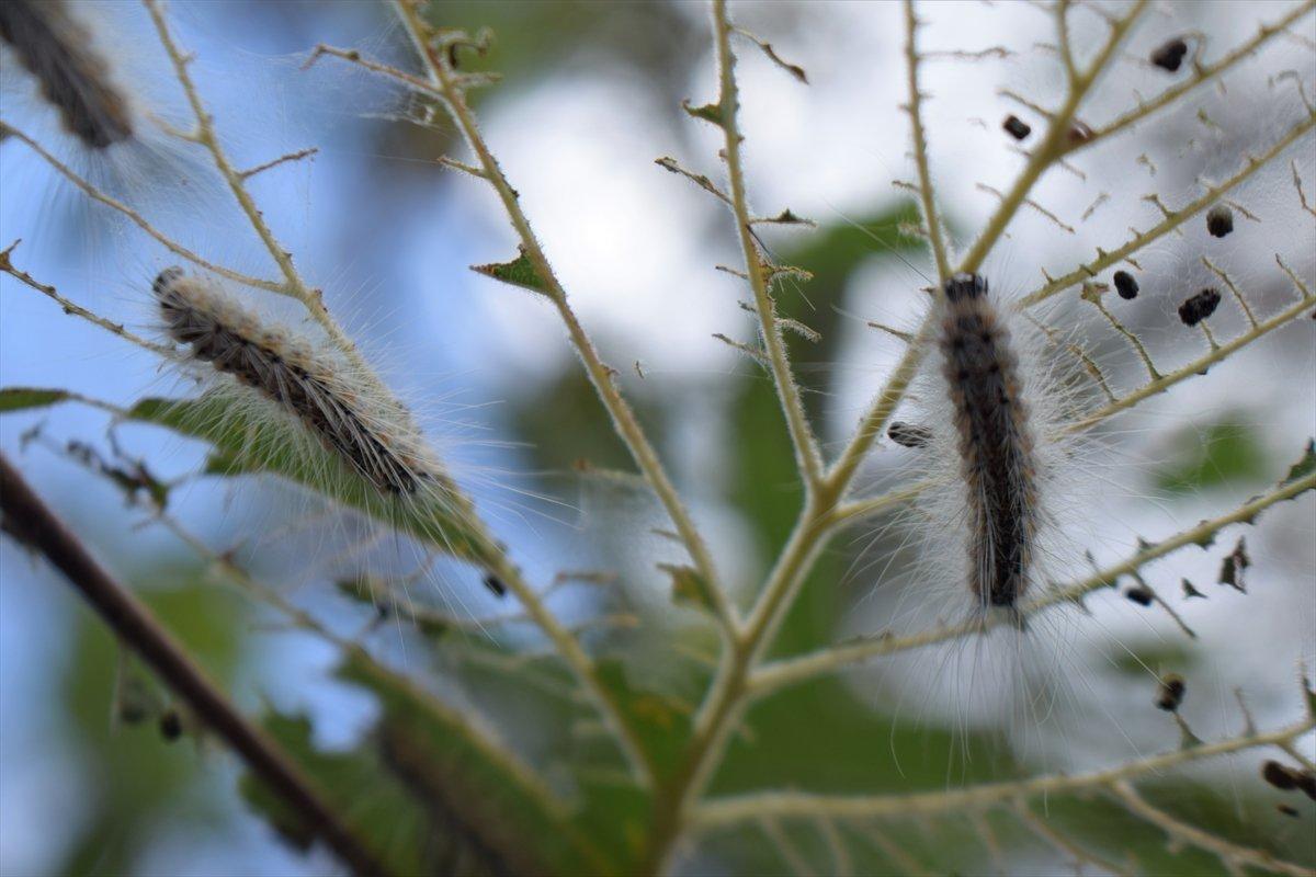 Fındık üreticilerine Amerikan beyaz kelebeği uyarısı