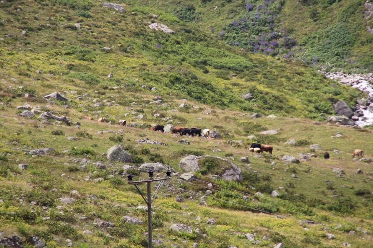 Rize'de yaylaya piknikçiler için uyarı tabelası bırakıldı: Bu bölge ineklerin piknik alanıdır