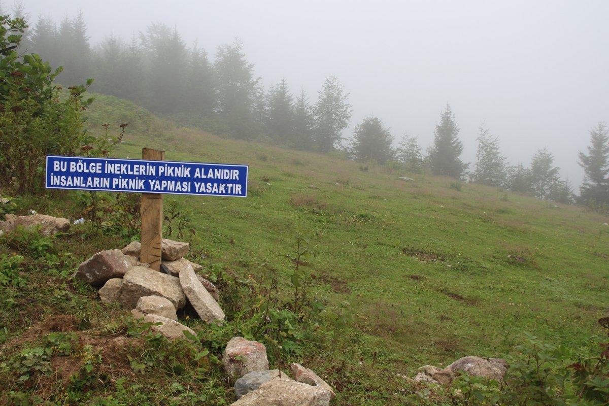 Rize'de yaylaya piknikçiler için uyarı tabelası bırakıldı: Bu bölge ineklerin piknik alanıdır