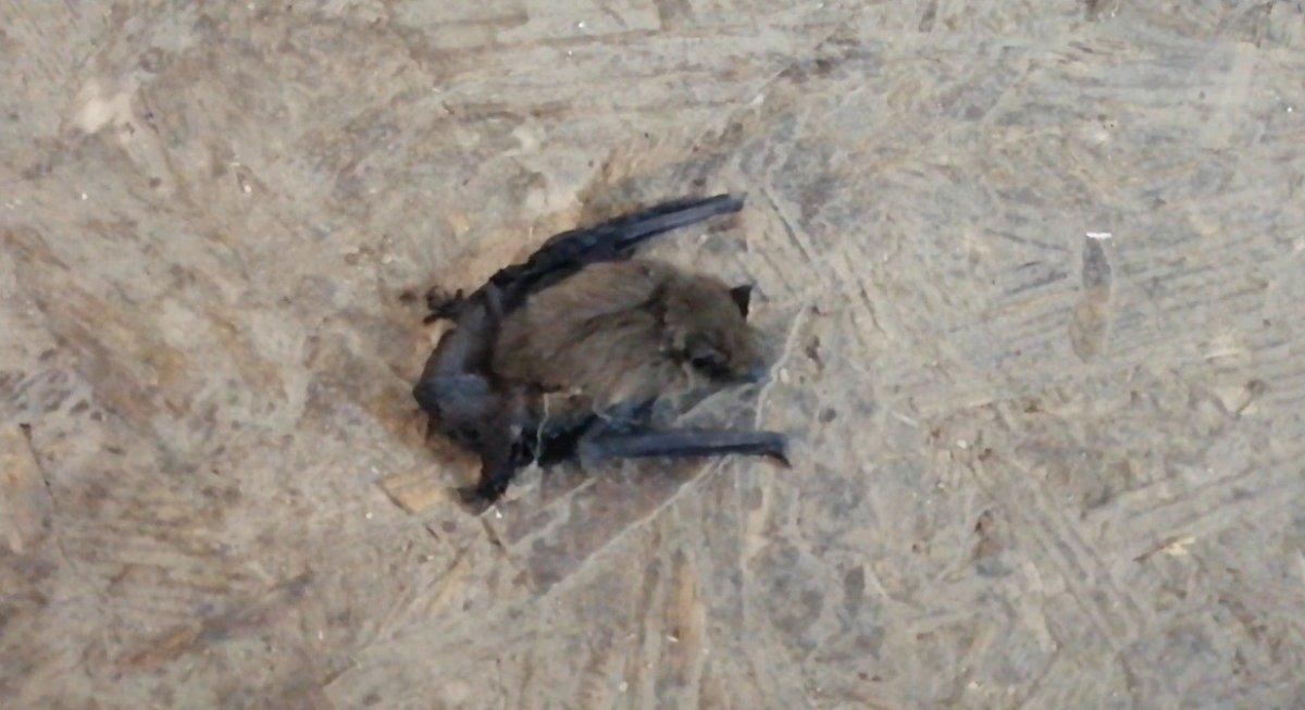 Bilecik'te 4 yarasa, yolunu şaşırıp kahvehaneye girdi