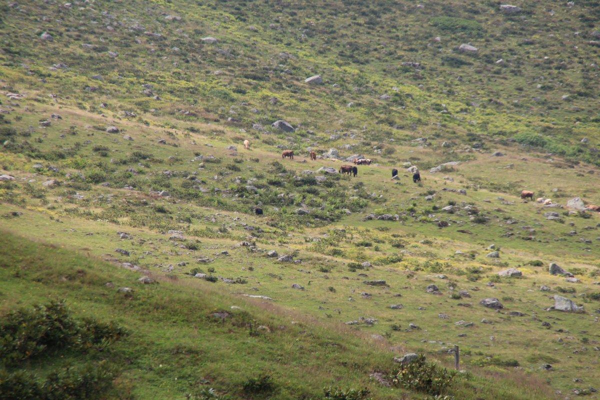 Rize'de yaylaya piknikçiler için uyarı tabelası bırakıldı: Bu bölge ineklerin piknik alanıdır
