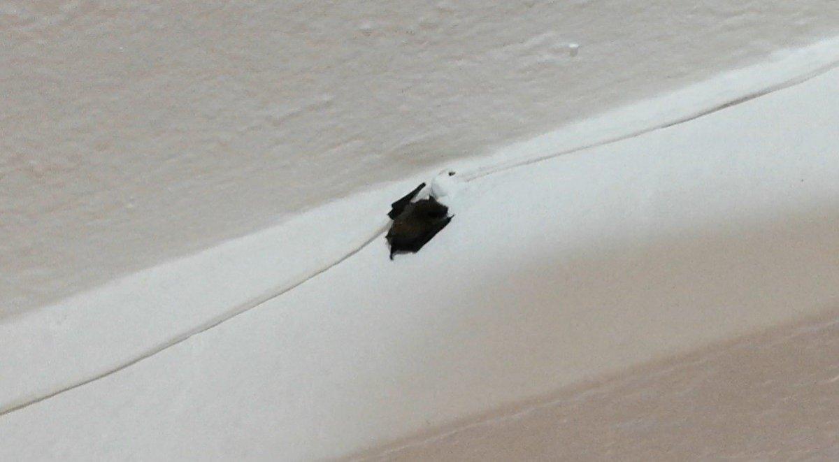 Bilecik'te 4 yarasa, yolunu şaşırıp kahvehaneye girdi