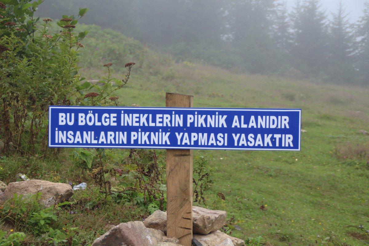 Rize'de yaylaya piknikçiler için uyarı tabelası bırakıldı: Bu bölge ineklerin piknik alanıdır