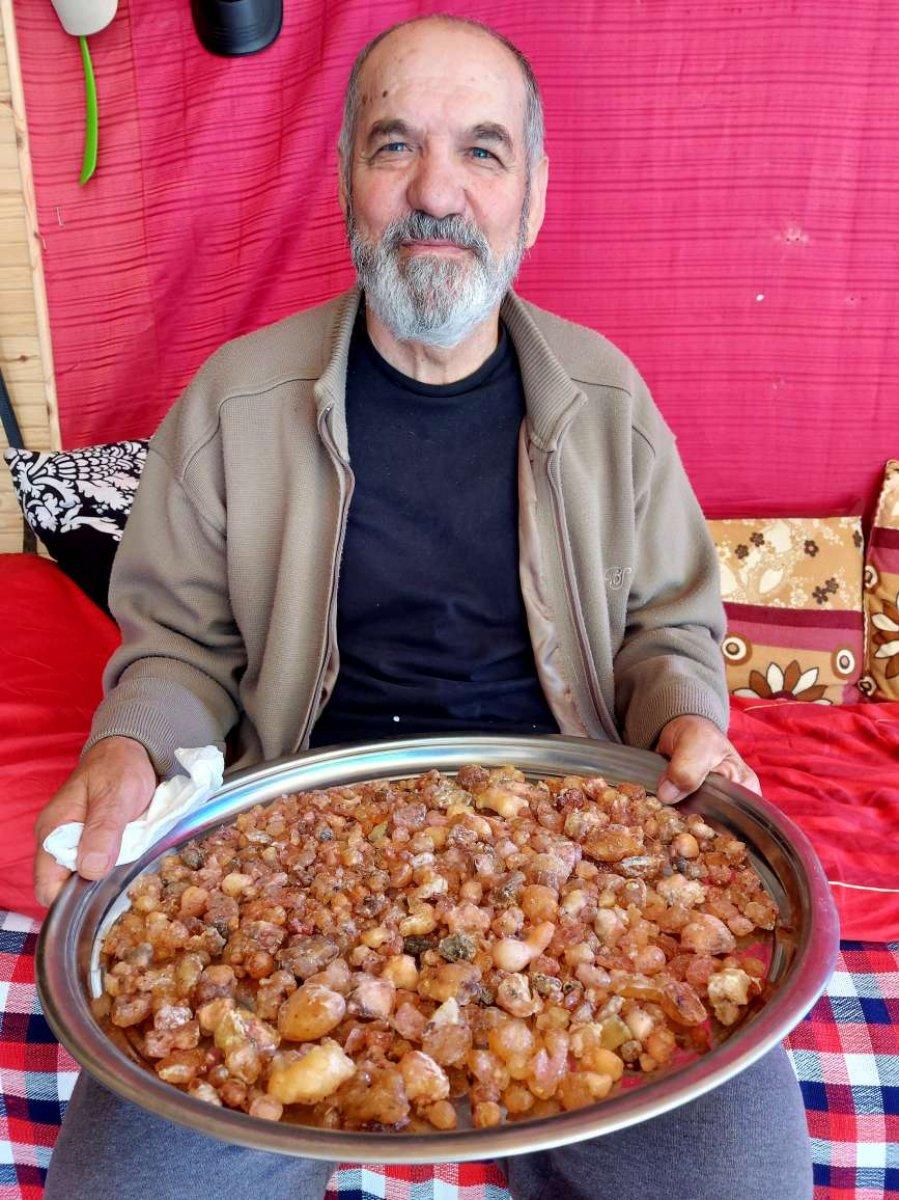 Artvin'de çam sakızının kilosu 750 liradan satılıyor