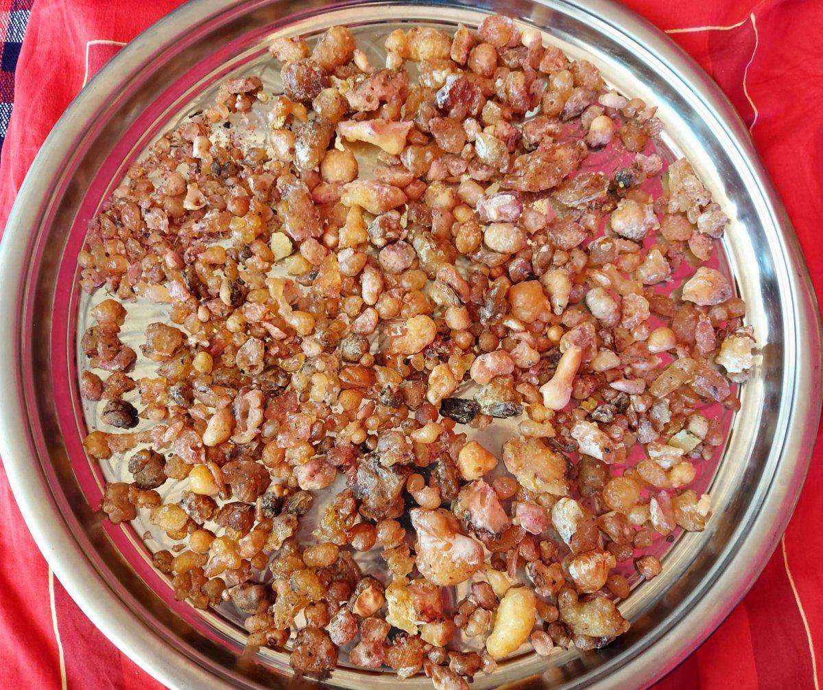 Artvin'de çam sakızının kilosu 750 liradan satılıyor