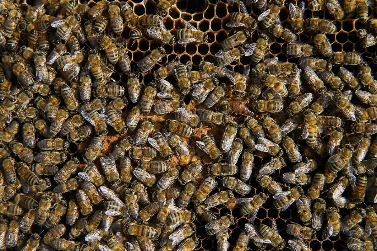 Deli bal nedir, nasıl kullanılır? Deli balın faydaları ve zararları neler? Deli bal tüketimi nasıl olmalı?