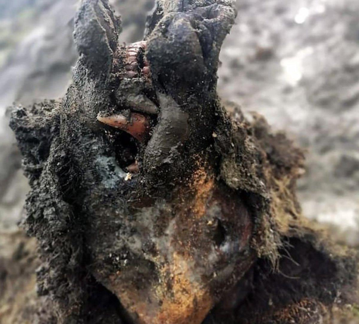 Rusya'da 39 bin yıllık mağara ayısı mumyası bulundu