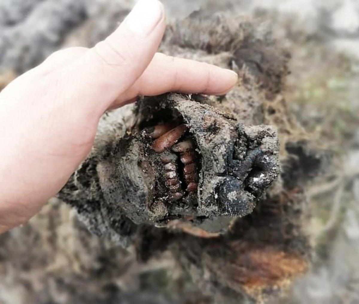 Rusya'da 39 bin yıllık mağara ayısı mumyası bulundu