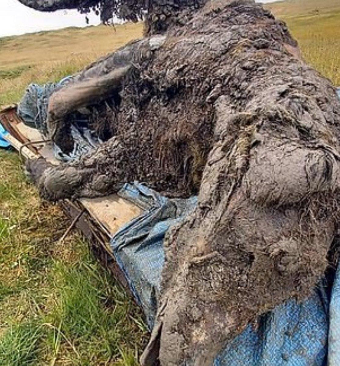 Rusya'da 39 bin yıllık mağara ayısı mumyası bulundu