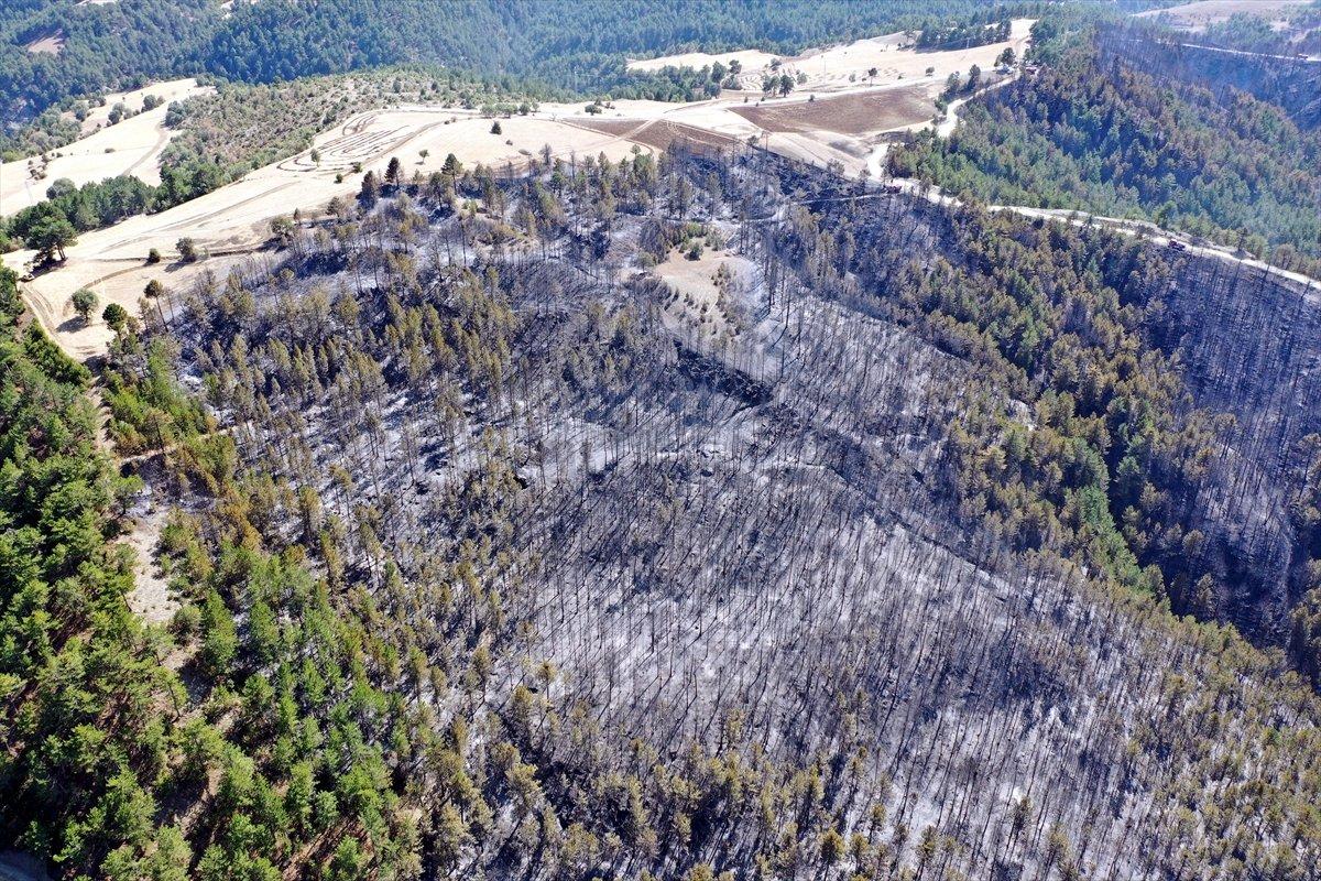 Çorum'da ormanlık alan yandı