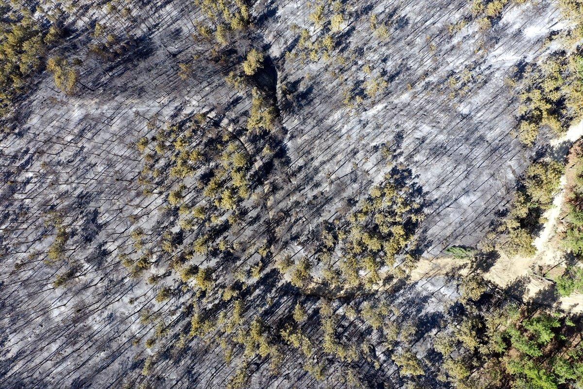 Çorum'da ormanlık alan yandı