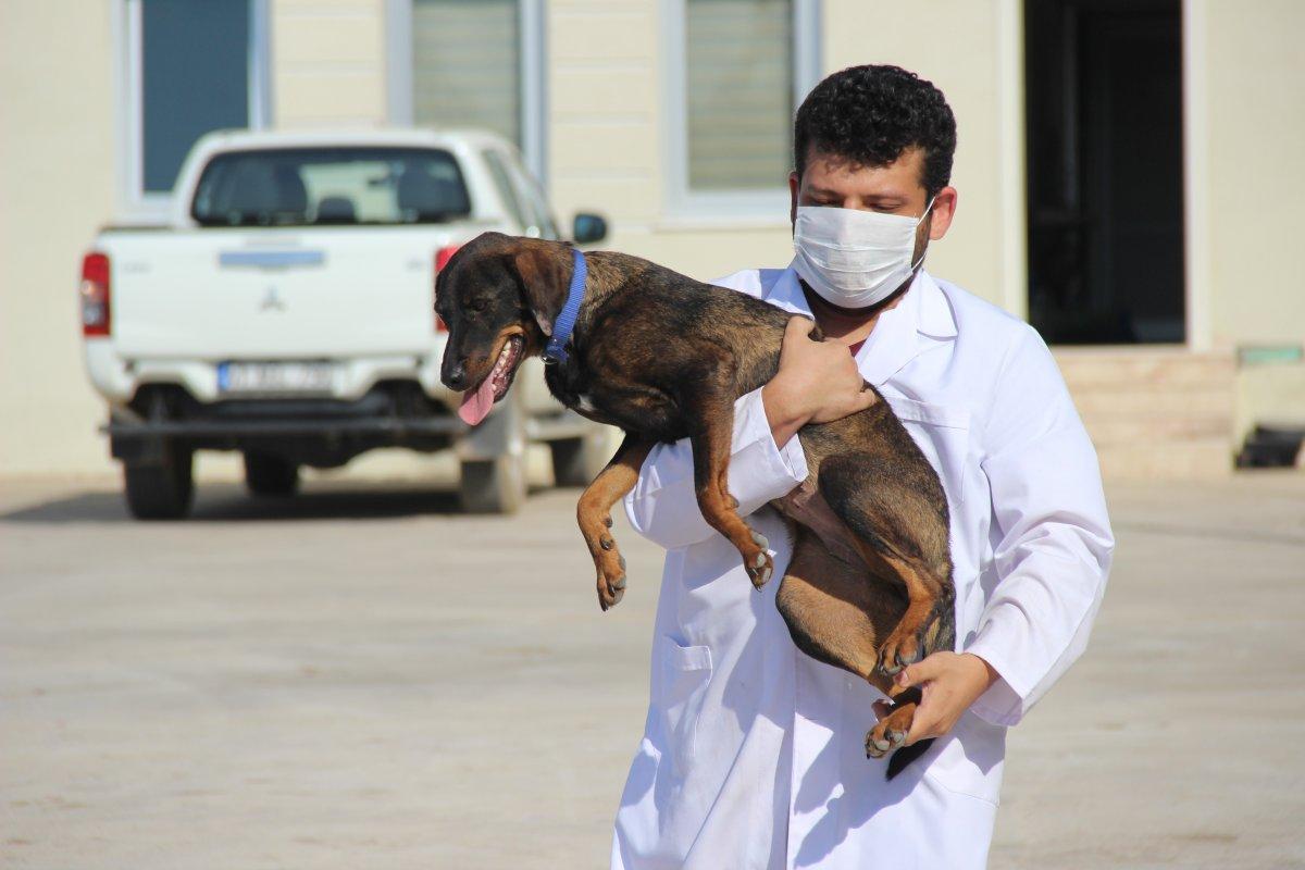 Yaralı rolündeki tiyatrocuya sarılan köpeği belediye sahiplendi