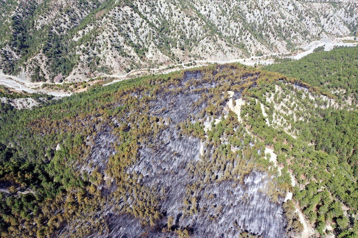 Çorum'da ormanlık alan yandı