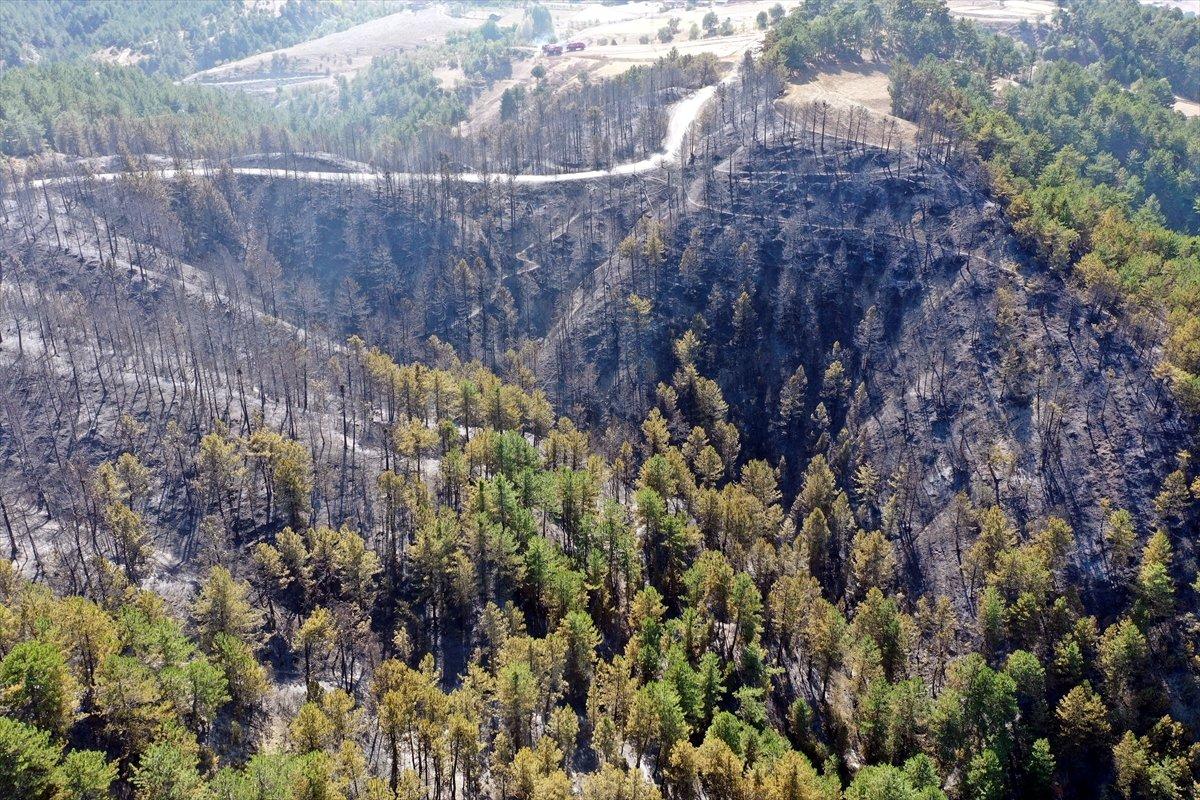 Çorum'da ormanlık alan yandı