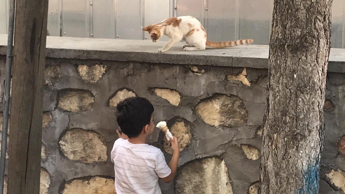 Adıyaman'da 6 yaşındaki Çınar, kediye dondurmasından yedirdi