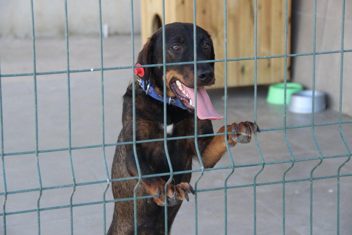 Yaralı rolündeki tiyatrocuya sarılan köpeği belediye sahiplendi