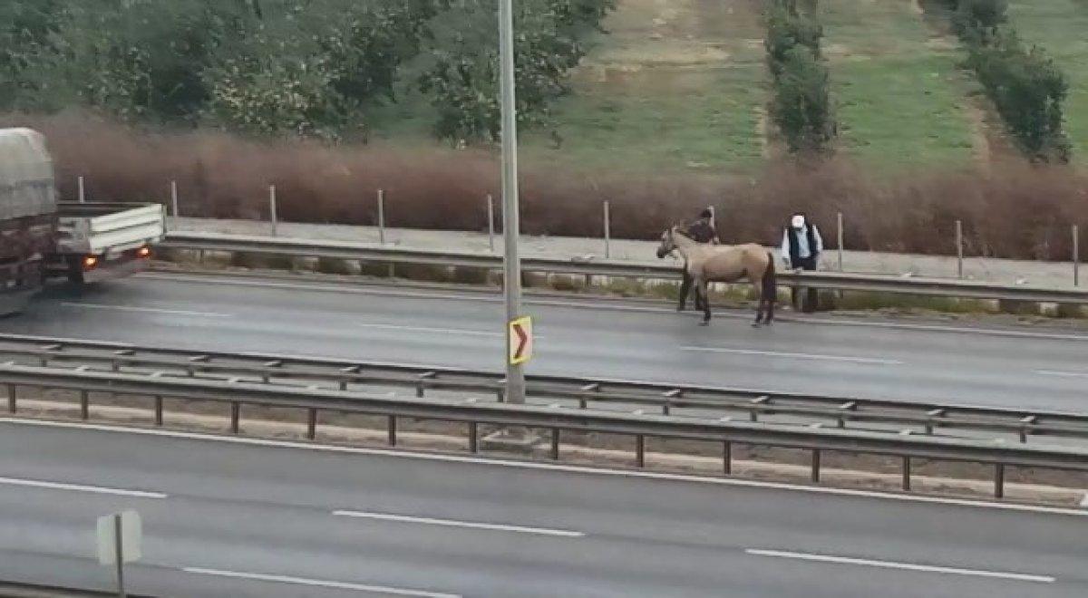 Bursa'da başıboş at kazaya neden oldu