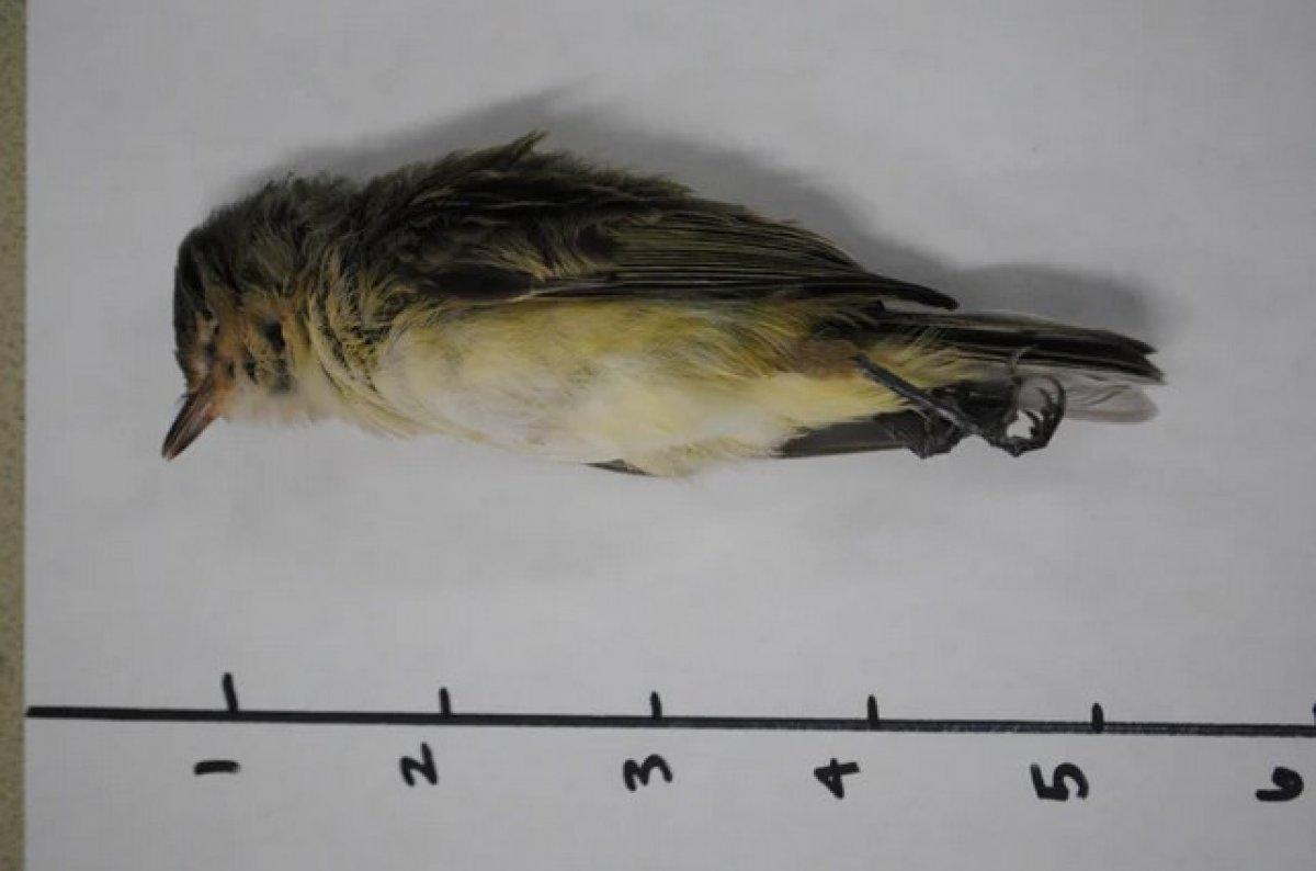 ABD'de binlerce ötücü kuş toplu halde öldü