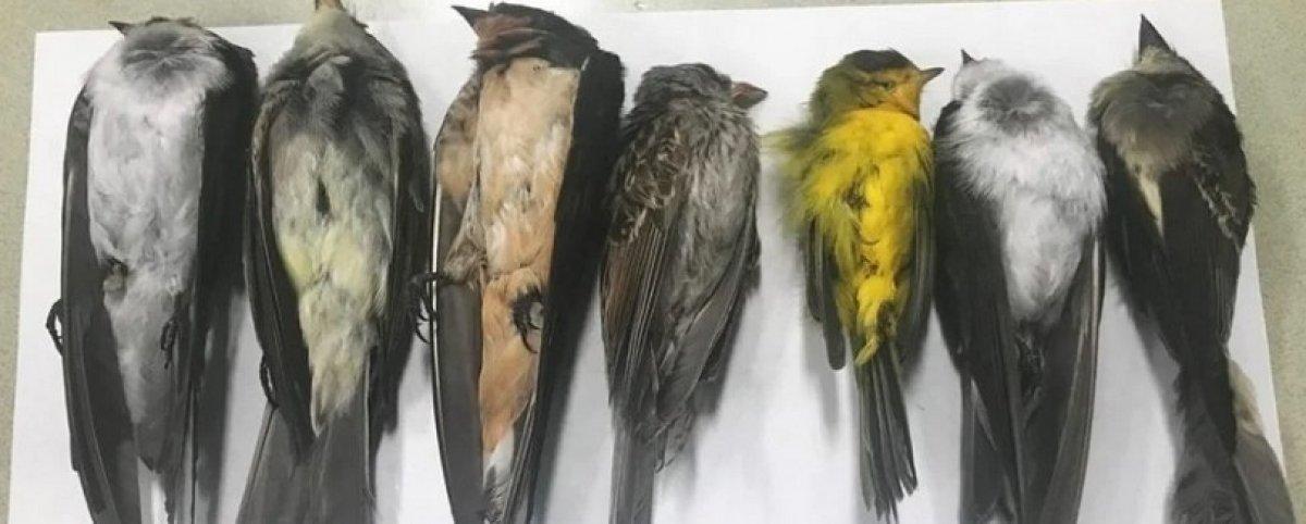 ABD'de binlerce ötücü kuş toplu halde öldü