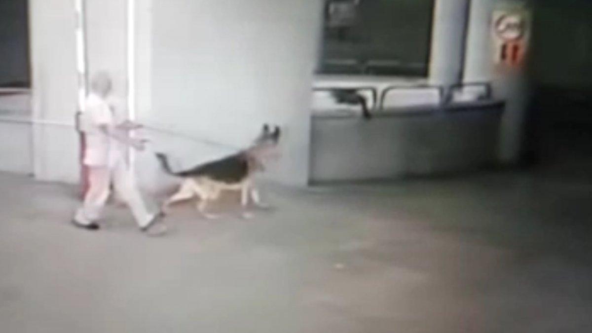 İstanbul'da köpeğin saldırdığı kedi 8. kattan düştü