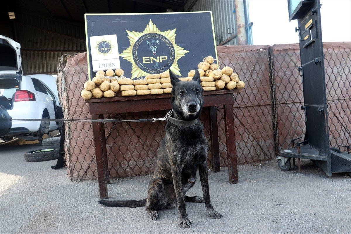 narkotik köpeği