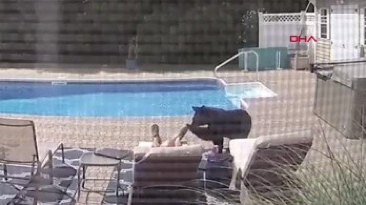 ABD’de bahçe kapısını kıran ayı, ev sahibini korkuttu