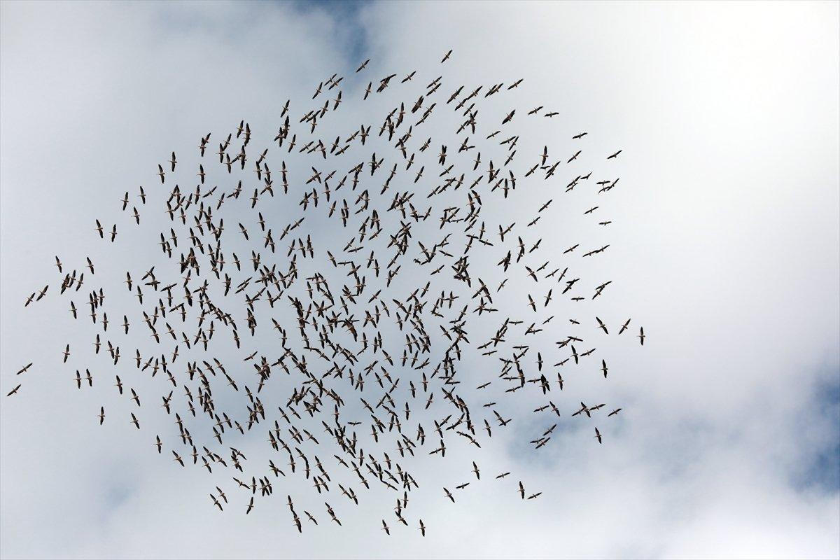 Kırklareli'nde leyleklerin göç yolculuğu görsel şölen oluşturdu