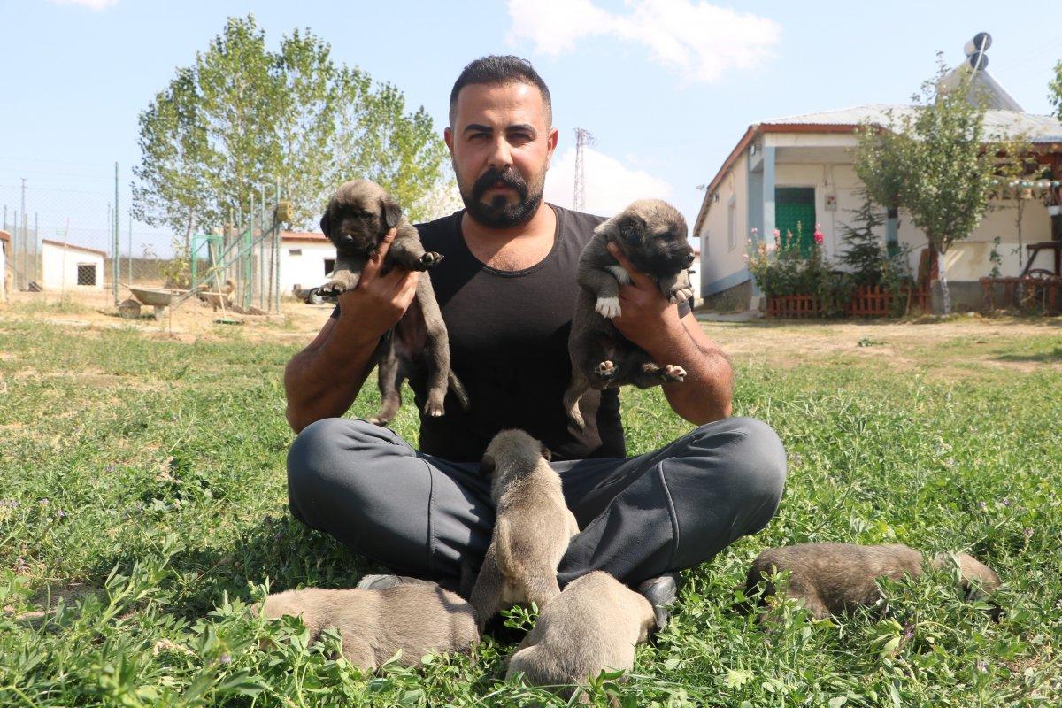 PÖH’ün yanında görev alacak kangallar, göreve hazır