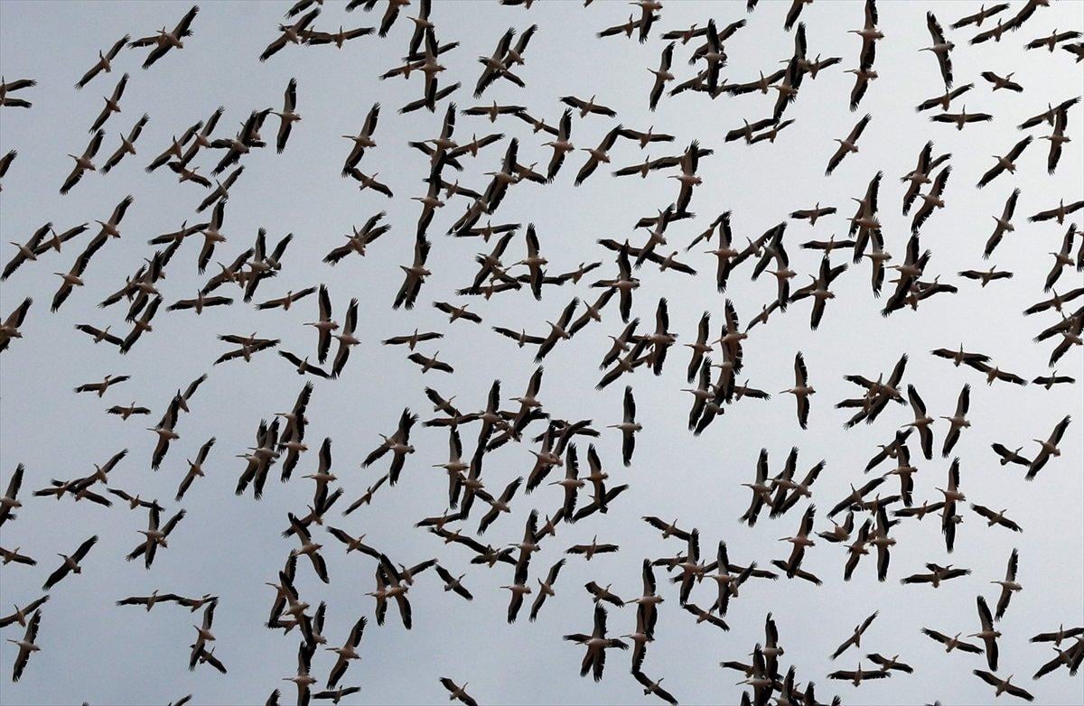 Kırklareli'nde leyleklerin göç yolculuğu görsel şölen oluşturdu