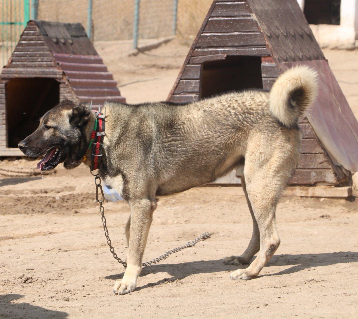 PÖH’ün yanında görev alacak kangallar, göreve hazır