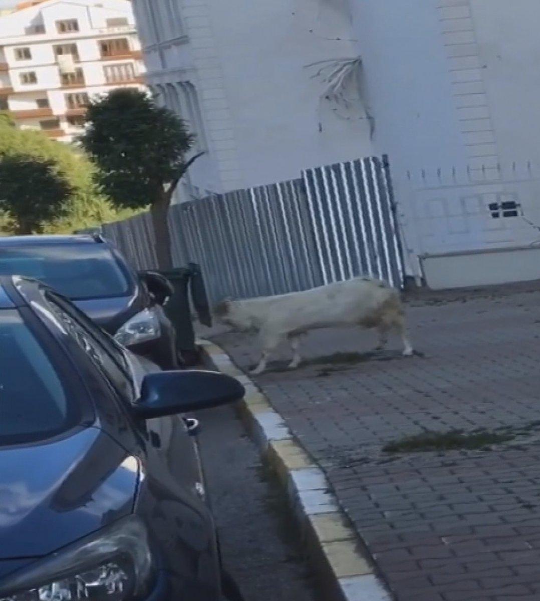 Çekmeköy'de boynuz darbeleriyle otomobile zarar veren keçi