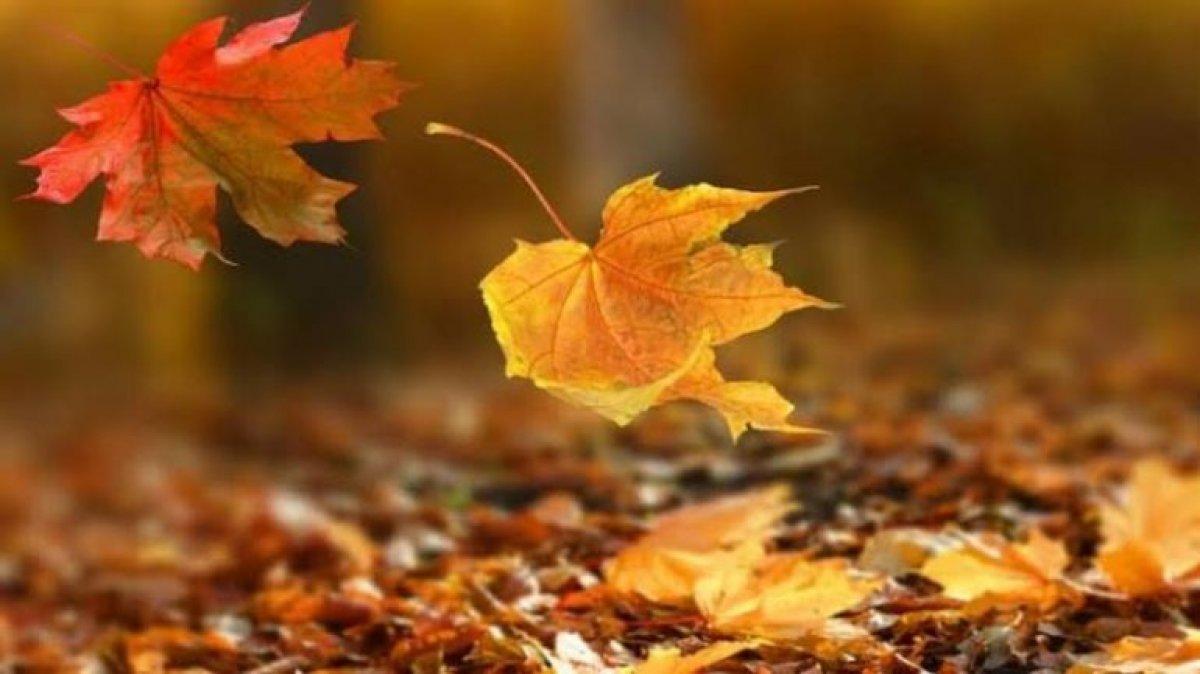 Google 2020 Sonbahar'ı doodle ile kutladı