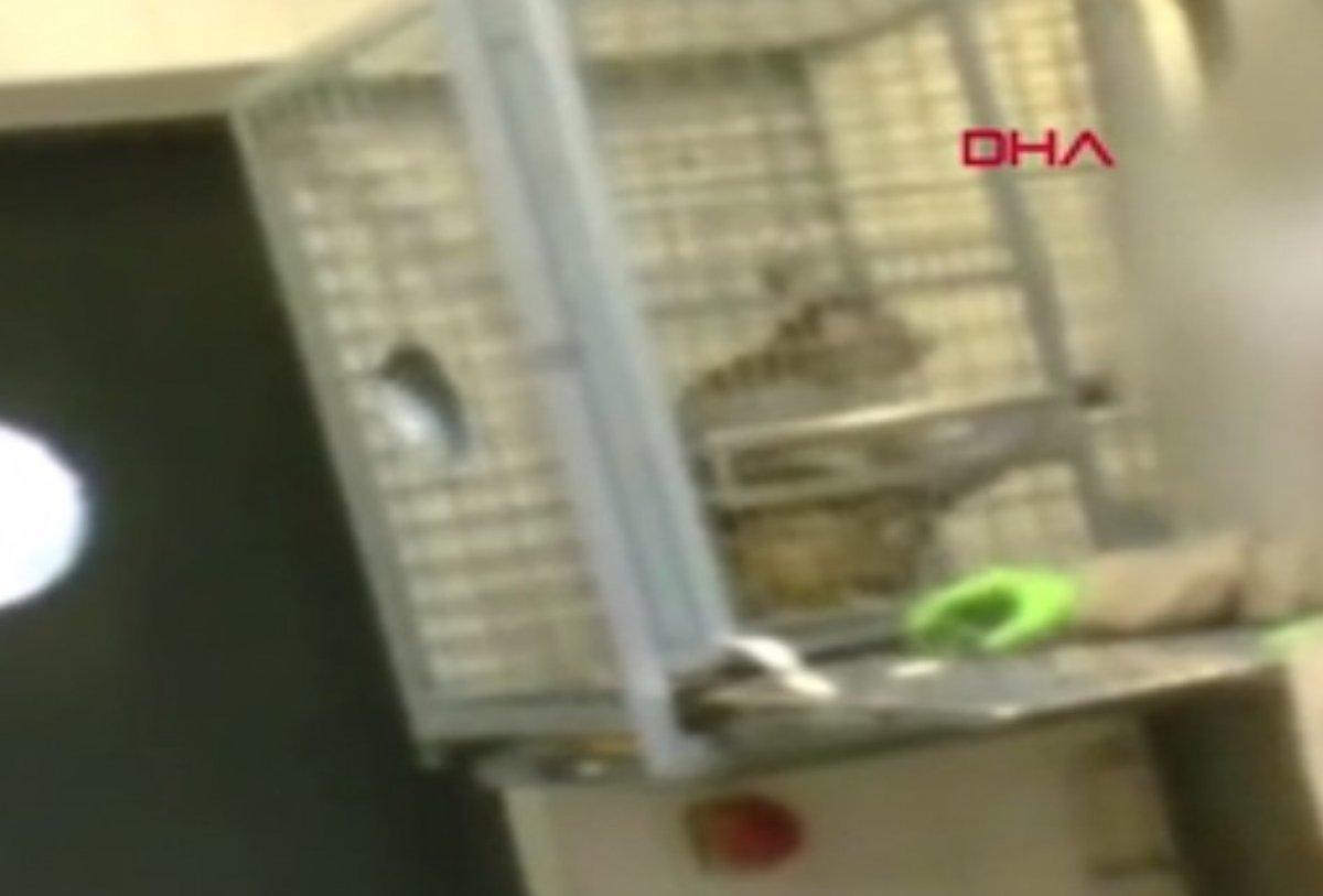 Belçika’da bilim adamları denek maymunlara işkence ediyor