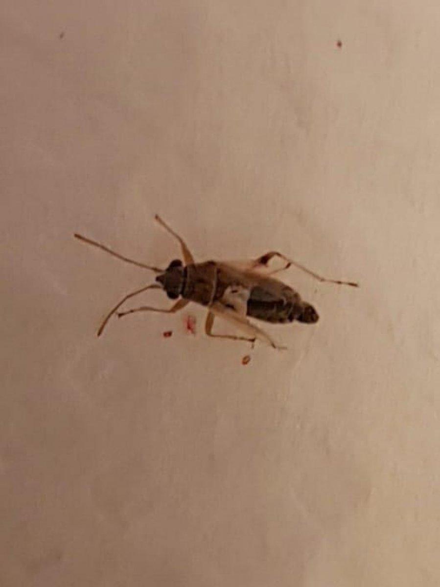 Manisalı çiftçinin kulağından canlı sinek çıktı