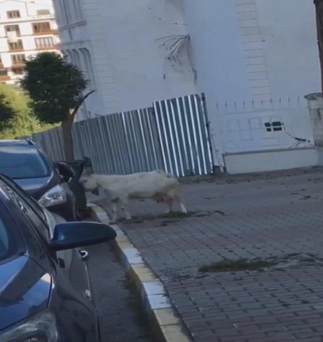 Çekmeköy'de boynuz darbeleriyle otomobile zarar veren keçi