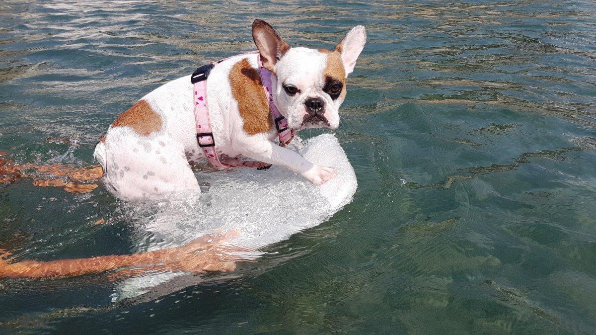 Muğla'da köpeğin sörf keyfi görenleri şaşırttı