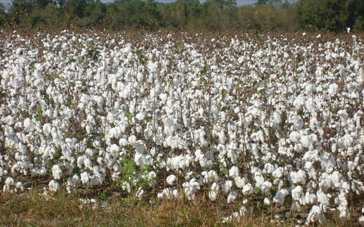 Ayçiçeği, nohut, pamuk ve kuru fasulye üretimi verimli