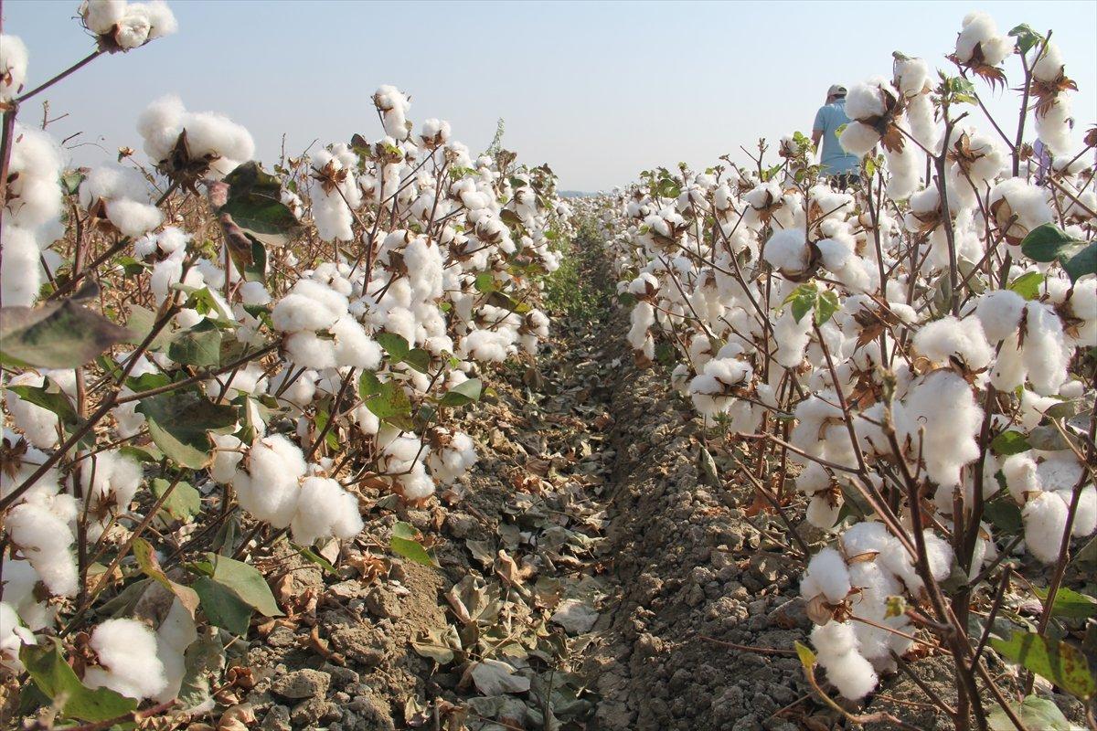 Amik Ovası’nda 'beyaz altın' hasadı başladı