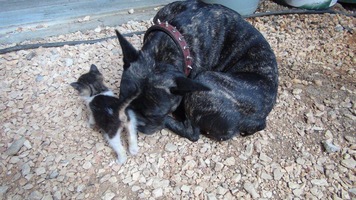 Mersin'de yavru kediyi emziren köpek, annelik yapıyor