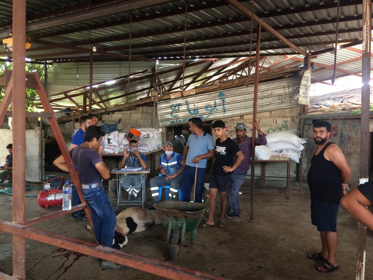 Hatay’da 3 büyükbaş ile 28 küçükbaş hayvan akıma kapılarak telef oldu