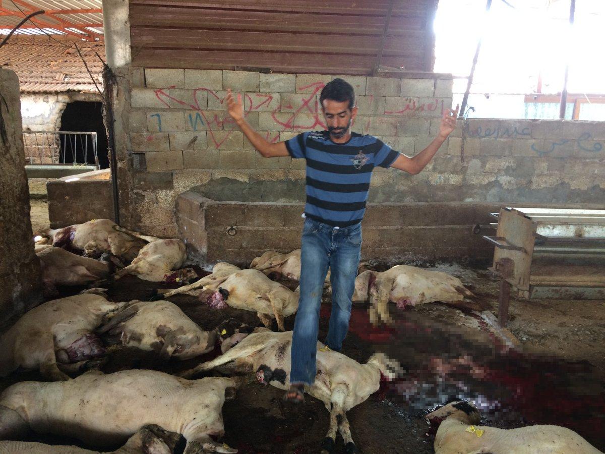 Hatay’da 3 büyükbaş ile 28 küçükbaş hayvan akıma kapılarak telef oldu